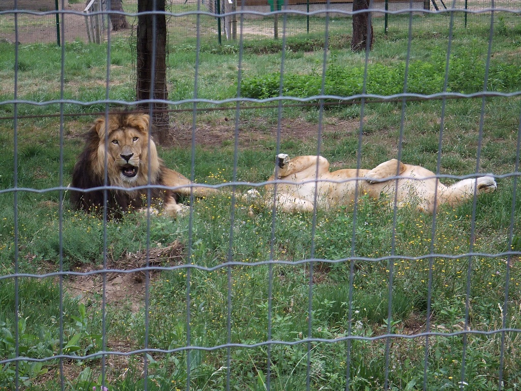 Ardes sur Couze - Parc animalier