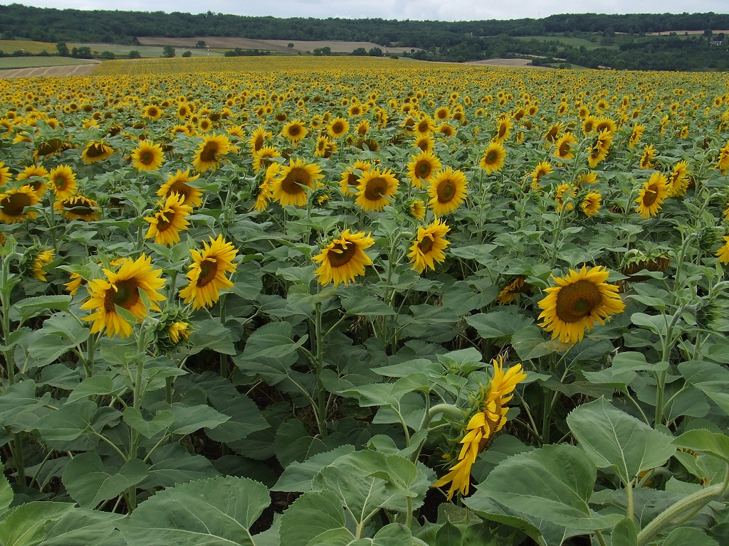 Tournesols